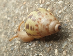 Amphidromus xiengensis