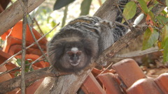 Callithrix jacchus × penicillata