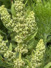 Rumex paraguayensis