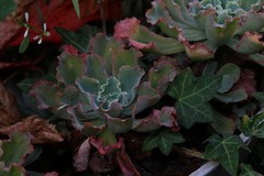 Gibbiflorae