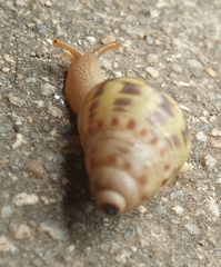 Amphidromus xiengensis