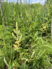 Rumex paraguayensis