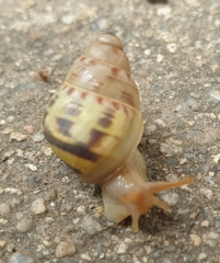 Amphidromus xiengensis