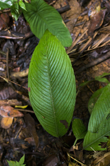 Dieffenbachia galdamesiae