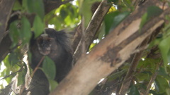 Callithrix jacchus × penicillata