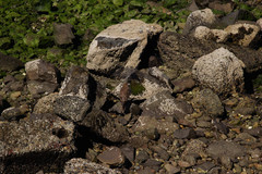 Daptrius chimango temucoensis