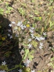 Valerianella amarella