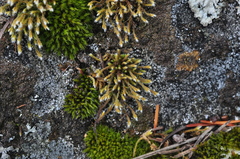 Hedwigia stellata