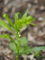 Polygonatum latifolium