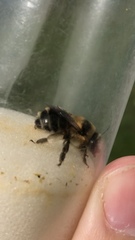 Anthophora aestivalis