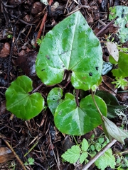 Asarum marmoratum