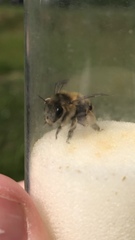 Anthophora aestivalis
