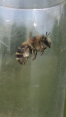 Anthophora aestivalis