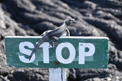 Microlophus albemarlensis