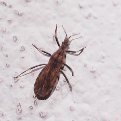 Aulacogenia errabunda