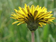Taraxacum subalpinum