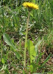 Taraxacum subalpinum