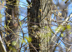 Phylloscopus trochilus