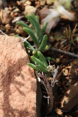 Mesembryanthemum nitidum