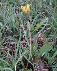 Taraxacum intermedium