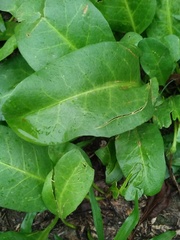 Jaborosa integrifolia