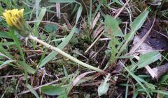 Taraxacum intermedium