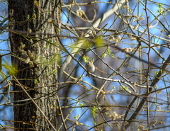 Phylloscopus trochilus