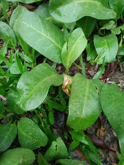 Jaborosa integrifolia