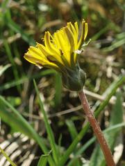 Taraxacum austrinum