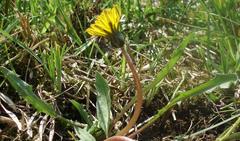 Taraxacum austrinum