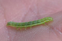Cosmia trapezina