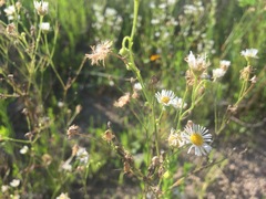 Asteraceae