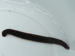 Dina dubia