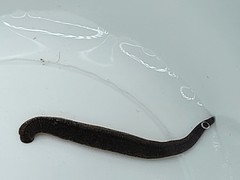 Dina dubia