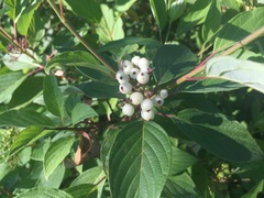 Angiospermae