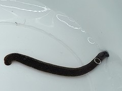 Dina dubia