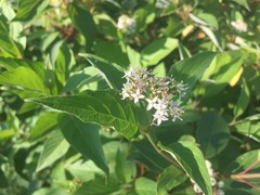 Angiospermae