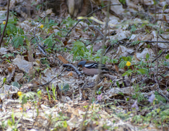 Fringilla coelebs