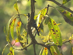 Machlolophus aplonotus