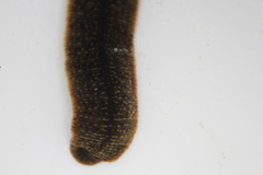 Dina dubia