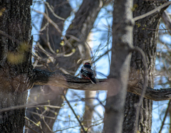 Dendrocopos major