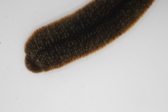 Dina dubia