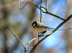 Parus major