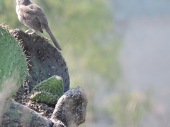 Toxostoma curvirostre