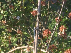 Angiospermae
