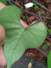 Ipomoea chiliantha