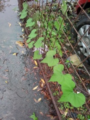 Ipomoea chiliantha