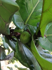 Ficus lyrata