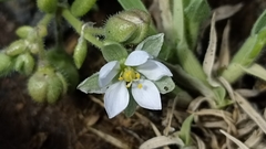 Spergularia azorica