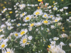 Asteraceae